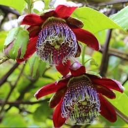 Passiflora alata - 10 semillas