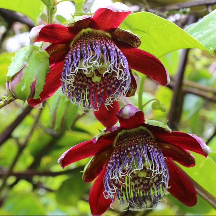 Passiflora alata - 10 semillas