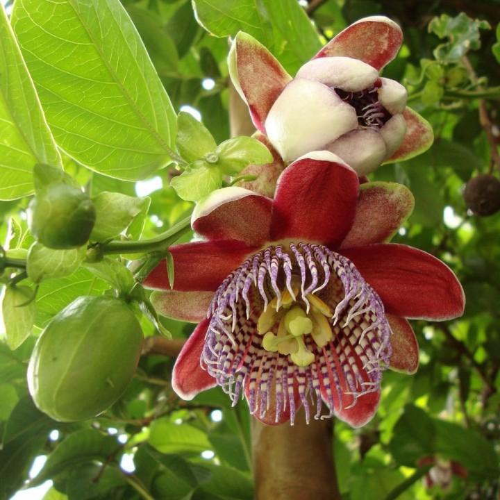 Passiflora alata - Semillas