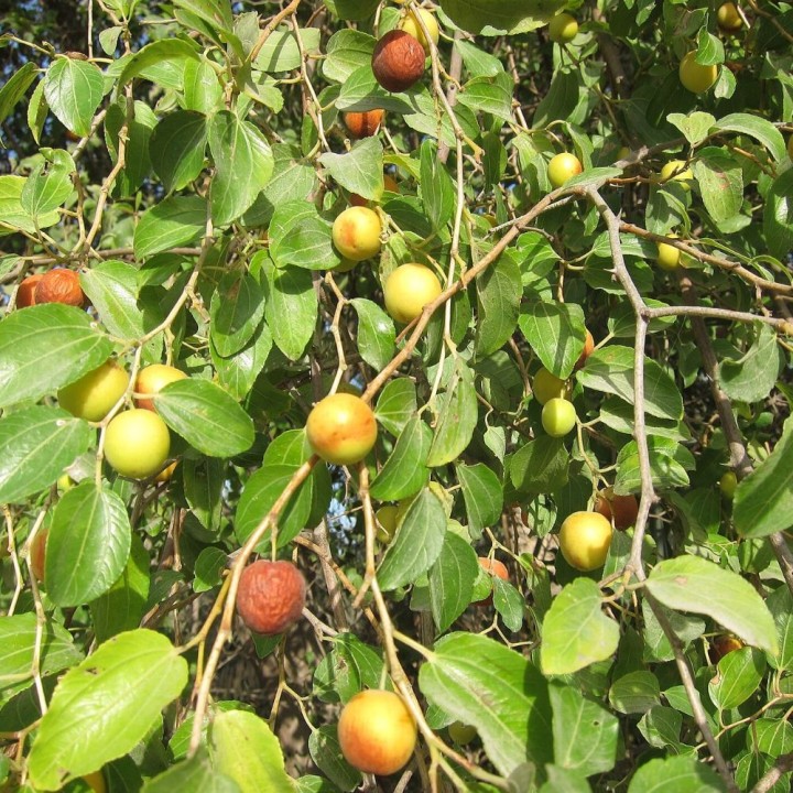 semillas de Ziziphus mauritiana