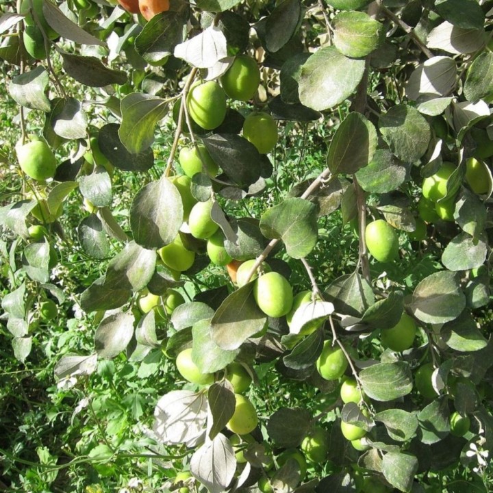Semillas de Ciruela India (Ziziphus mauritiana) árbol tropical frutal
