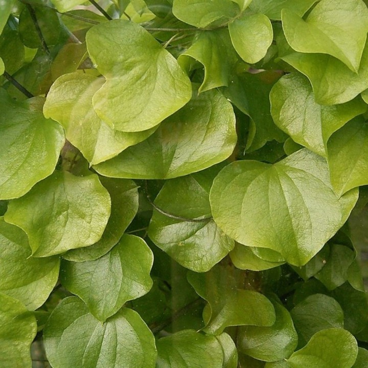 Semillas de Dioscorea elephantipes bulbosa de sudafrica trepadora