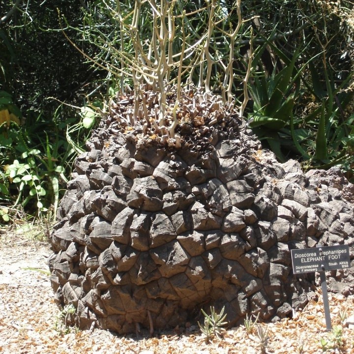 Semillas de Dioscorea elephantipes bulbosa de sudafrica trepadora