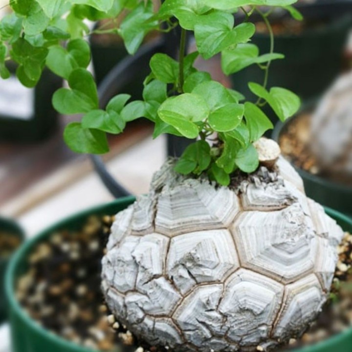 semillas de Dioscorea elephantipes