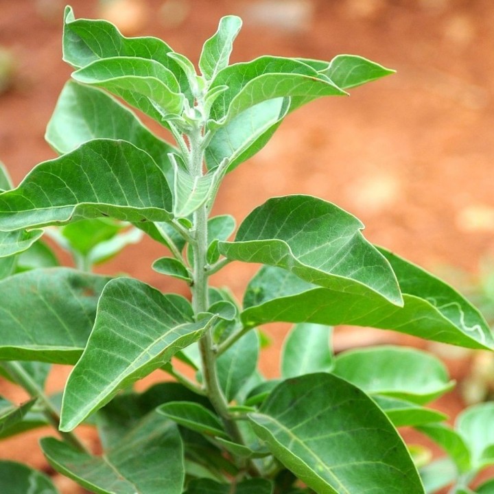 Semillas de Withania somnifera o Bufera en semilla para sembrar