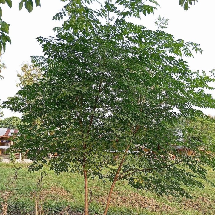 Semillas de Melia azedarach – Árbol ornamental resistente