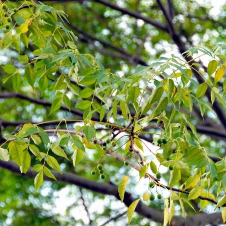 Semillas de Melia azedarach – Árbol ornamental resistente