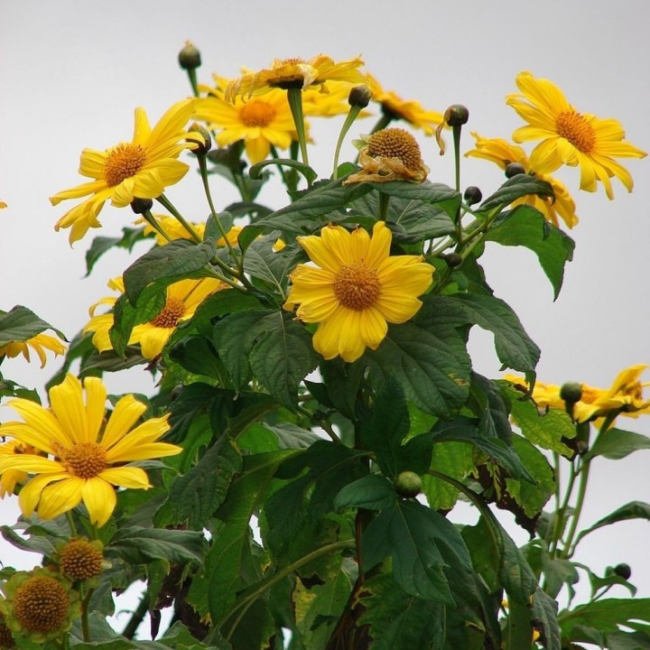 semillas de tithonia diversifolia