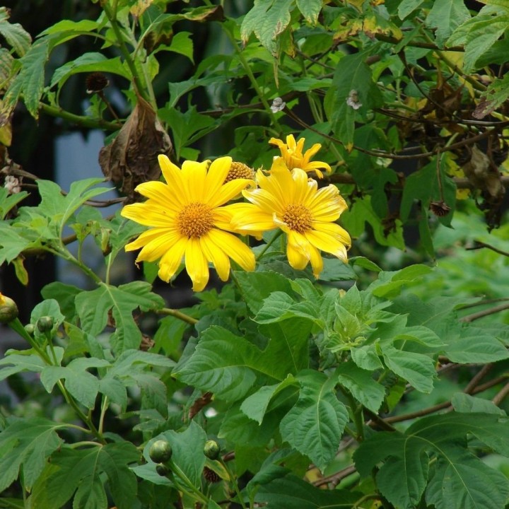 semillas de tithonia diversifolia