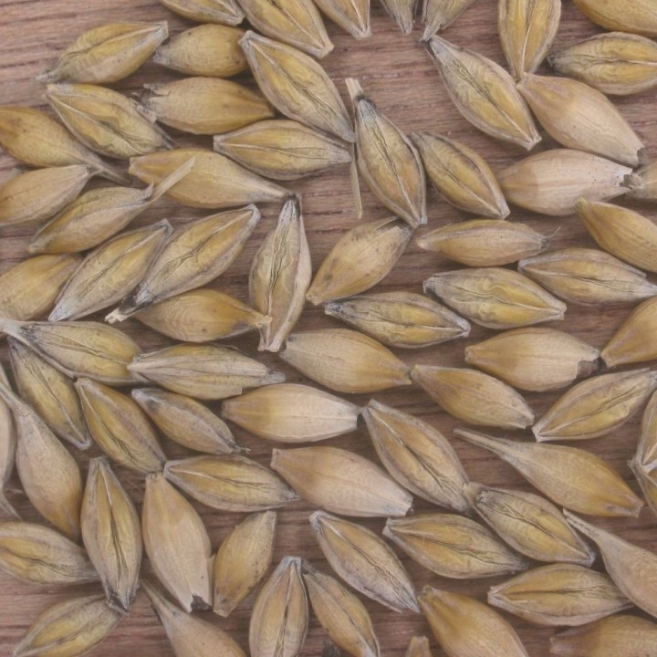 Semillas de Cebada (Hordeum vulgare) | Venta de semillas
