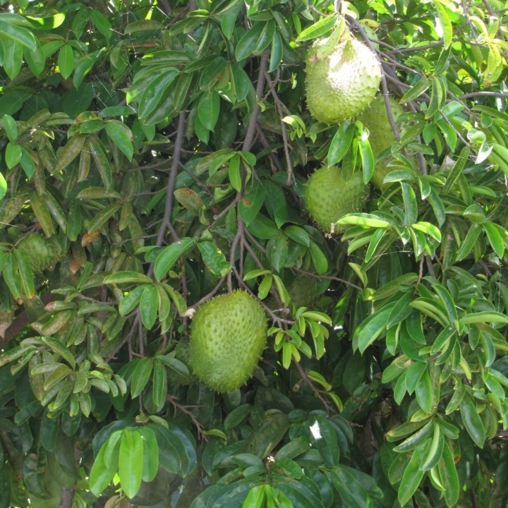 semillas Annona muricata