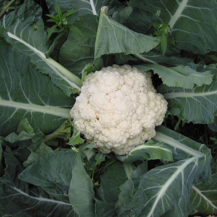 Coliflor iglú blanco, una coliflor blanca de variedad temprana