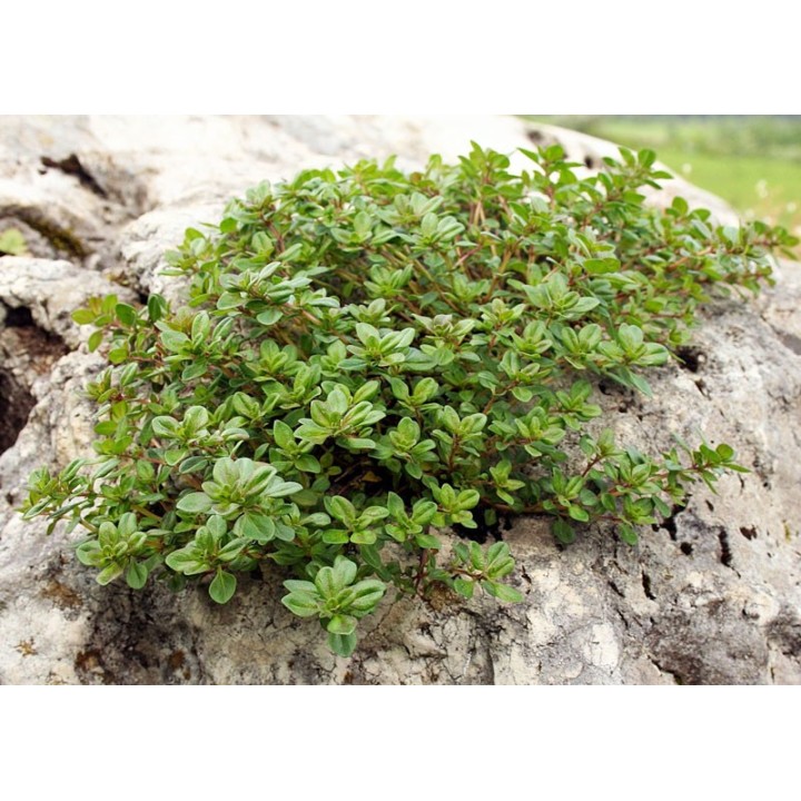 Semillas de serpol | Tomillo sanjuanero (Thymus serpyllum)