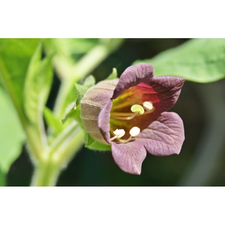 Semillas de Atropa belladonna belladona plantas comprar