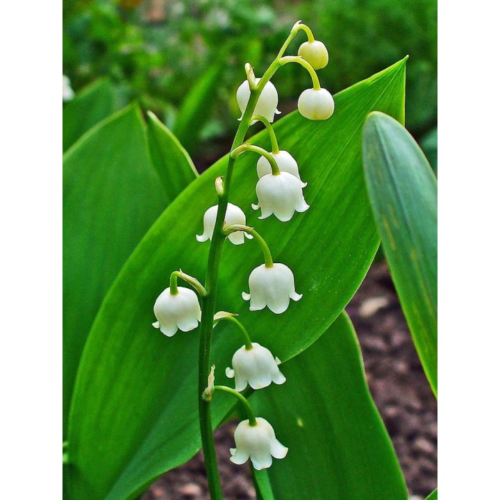 semillas de convallaria majalis convalaria muguet