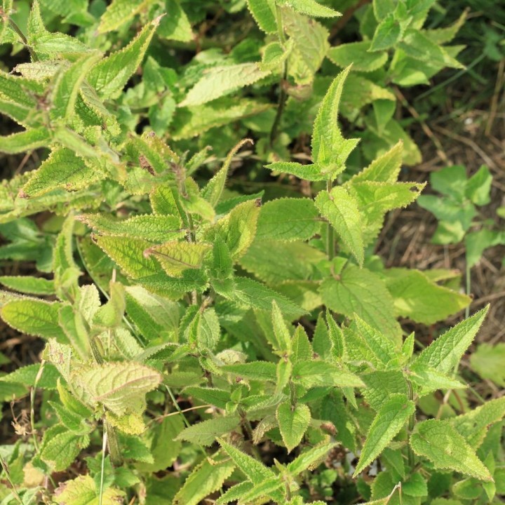 Tubérculos de Crosnes (Stachys affinis) comestibles para sembrar