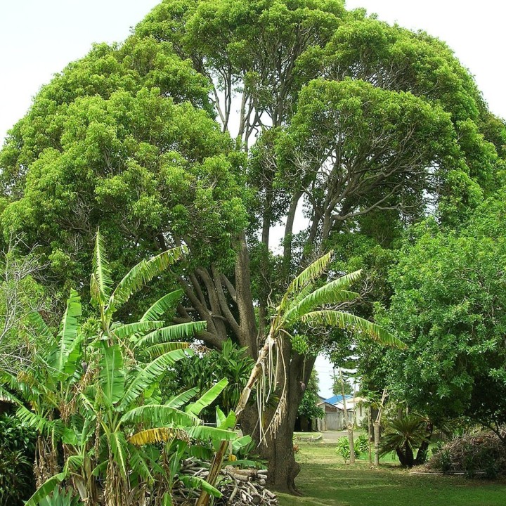 Comprar planta de Alcanfor, árbol de Cinnamomum camphora