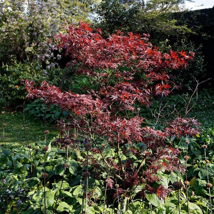Planta de arce japones Acer palmatum atropurpureum online a la venta