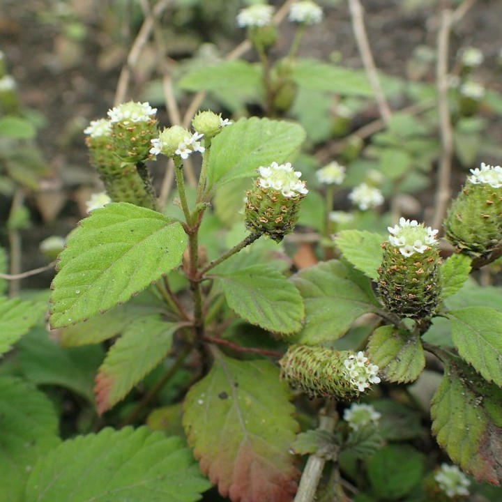 Plantas de hierba dulce azteca (Lippia dulcis)