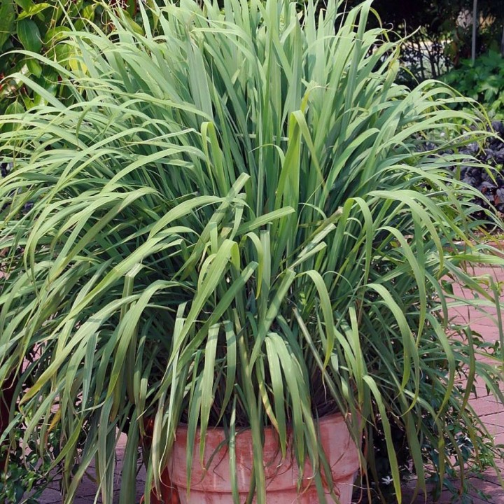 Hierba limón - Planta