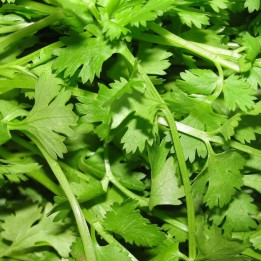 Cilantro - Planta