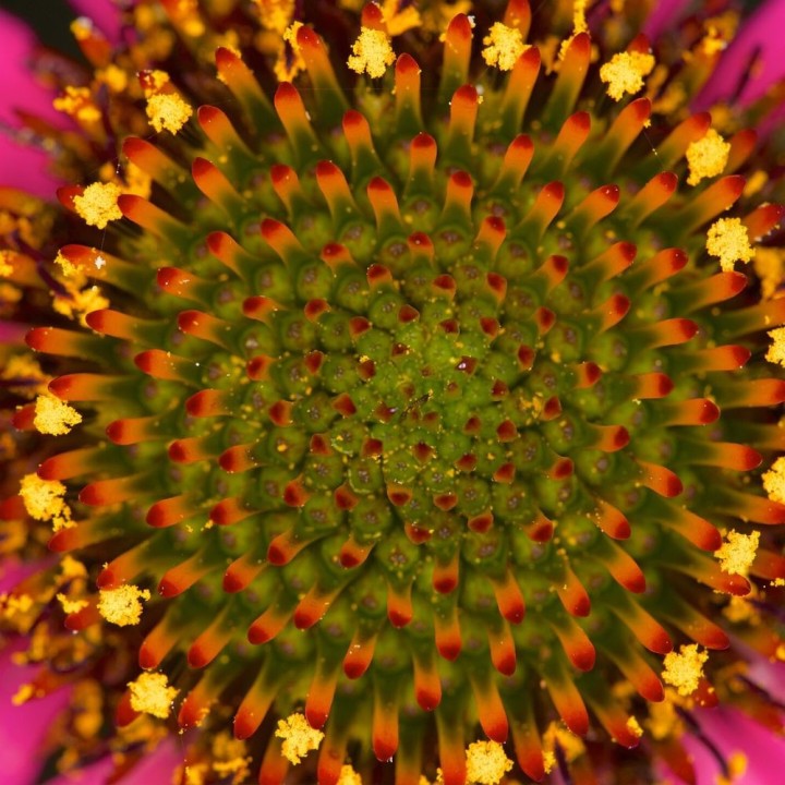 planta de echinacea angustifolia a la vente comprar equinacea plantas