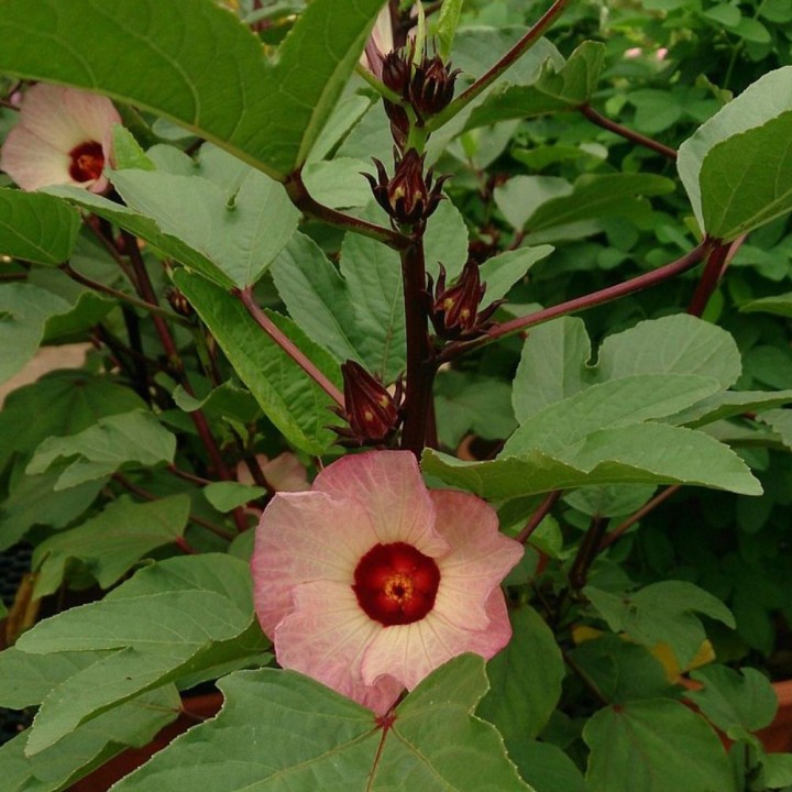 Planta de Hibiscus sabdariffa, Flor de Jamaica, rosa de abisinia