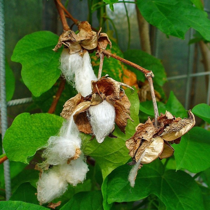 Algodón herbáceo - Planta