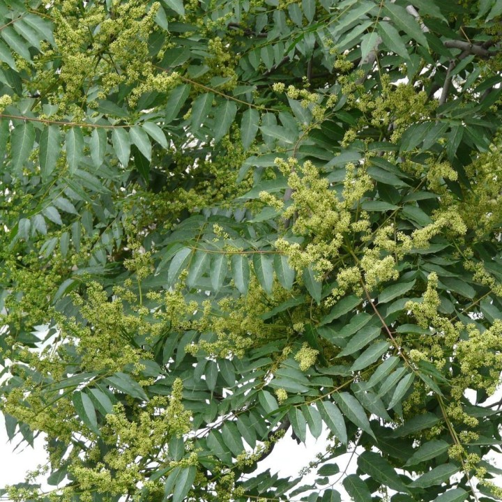 Árbol del Jabón - Planta