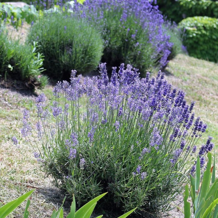 Plantas de Lavanda espliego, Lavandula officinalis, angustifolia