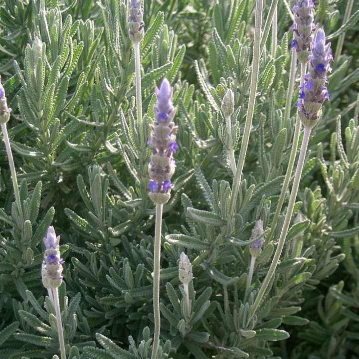 Plantas de Lavandula dentata en maceta