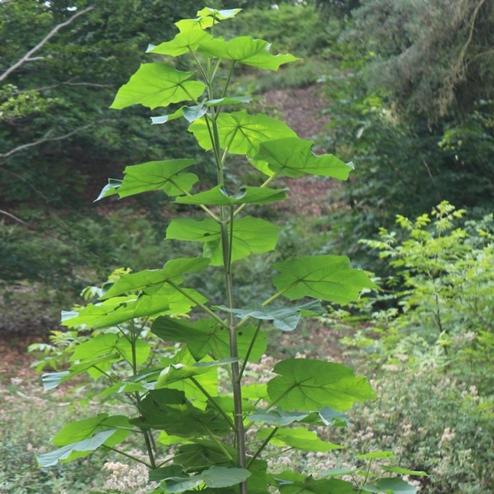 Planta de Paulownia tomentosa plantas kiri arbol