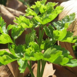 Perejil hoja lisa - Planta