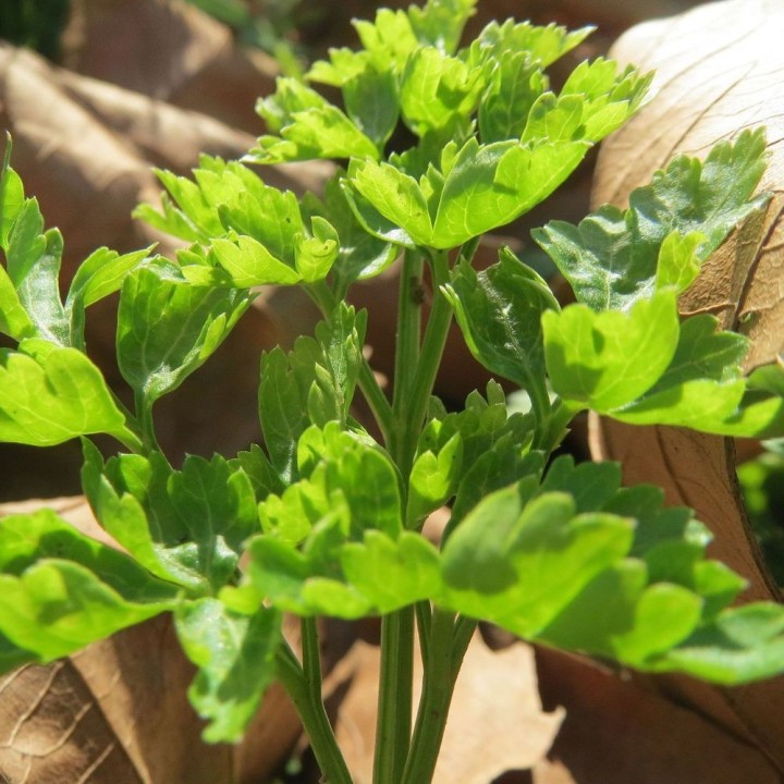 Perejil hoja lisa - Planta