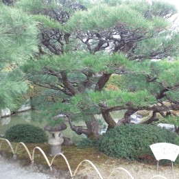 Pino negro japonés - Planta