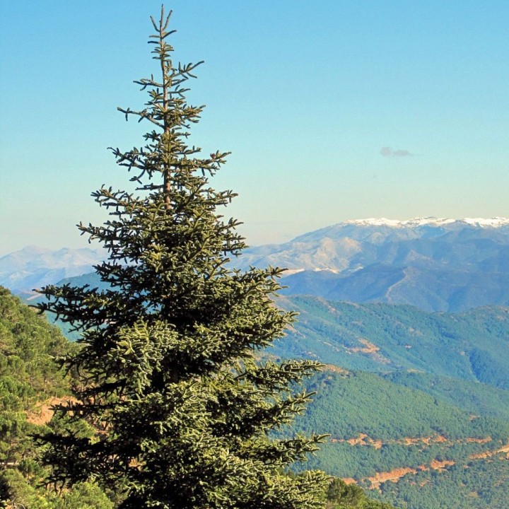 planta de pinsapo abies pinsapo ornamental piramidal árbol piñas