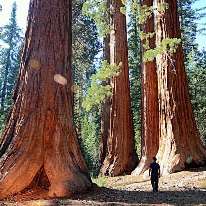 Sequoya gigante - Planta