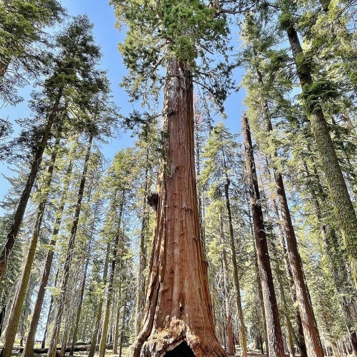 plantas secuoya gigante Sequoiadendron giganteum a la venta planta