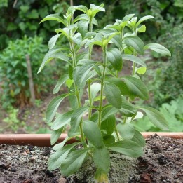 Hierba dulce - Planta