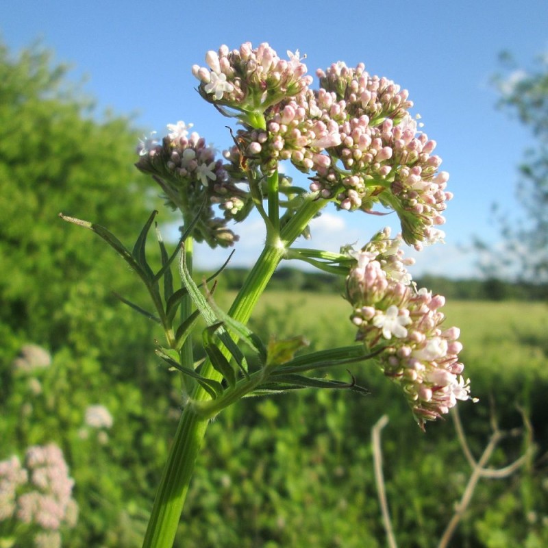 Valeriana - Planta