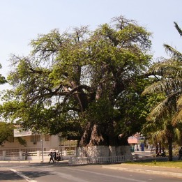 Baobab madagascariensis - Semillas