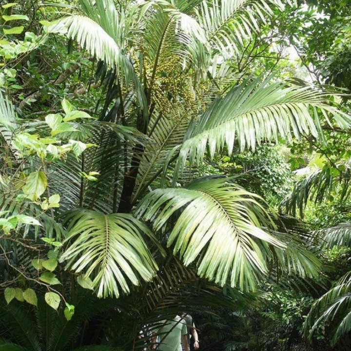 semillas de Arenga engleri