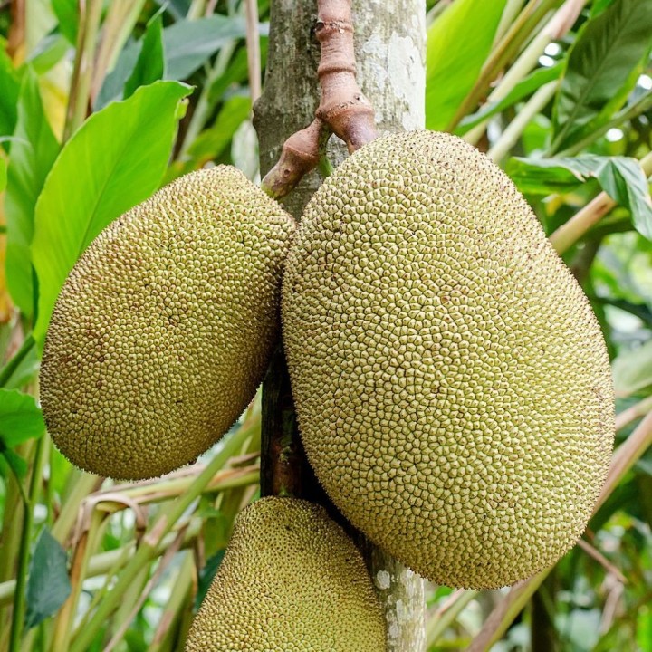 Jackfruit - Semillas