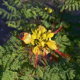 Caesalpinia gilliesii - Semillas