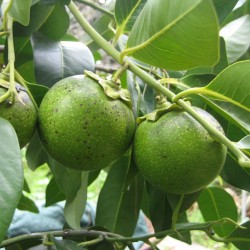 Zapote negro - Semillas