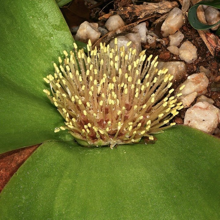 Massonia depressa - Semillas