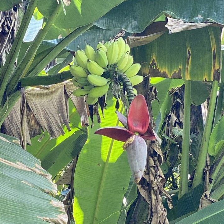 Plátano silvestre - Semillas