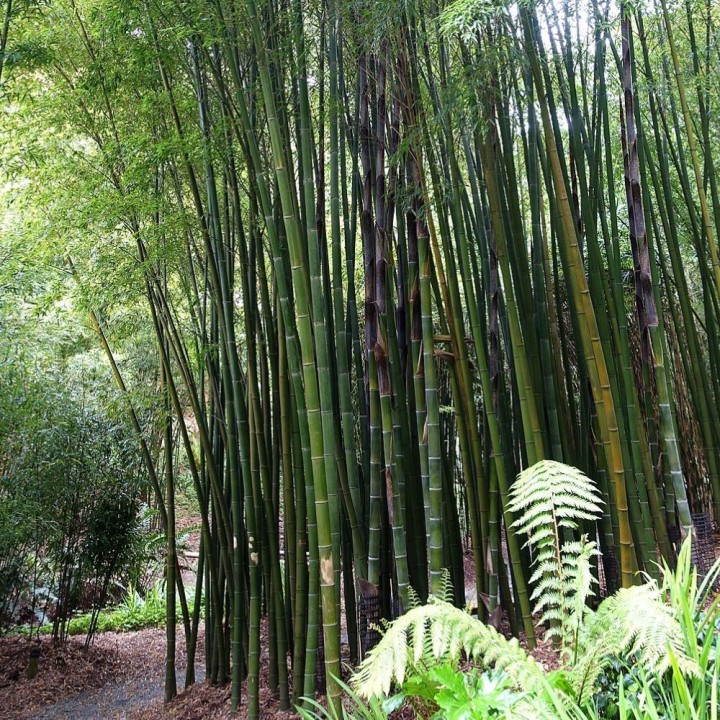 Semillas de Bambú Moso, bambu phyllostachys pubescens edulis brotes