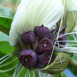 Tacca integrifolia - Semillas