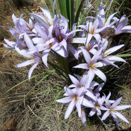 Xerophyta retinervis - Semillas